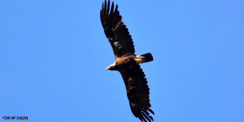 Golden Eagle