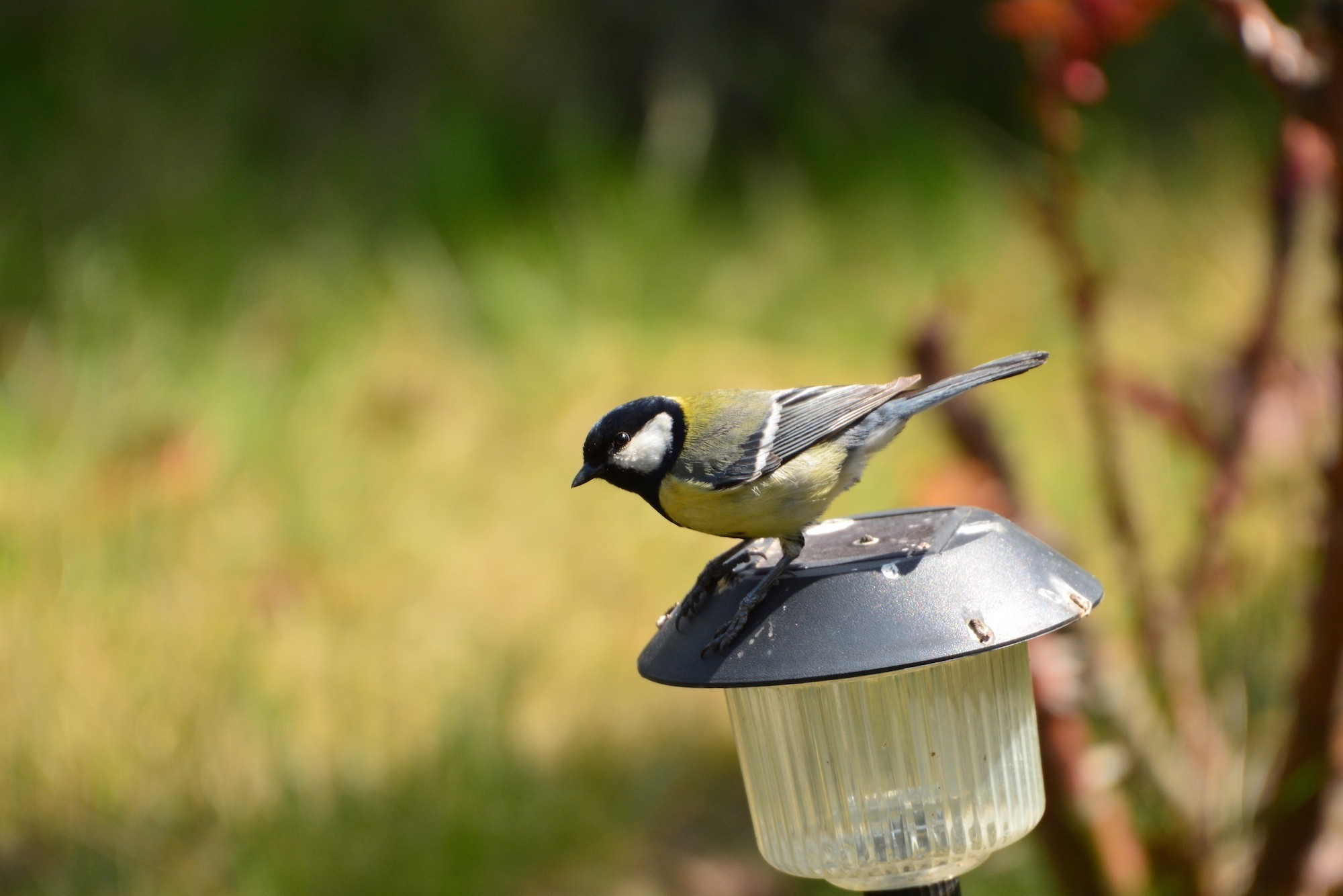 Great Tit