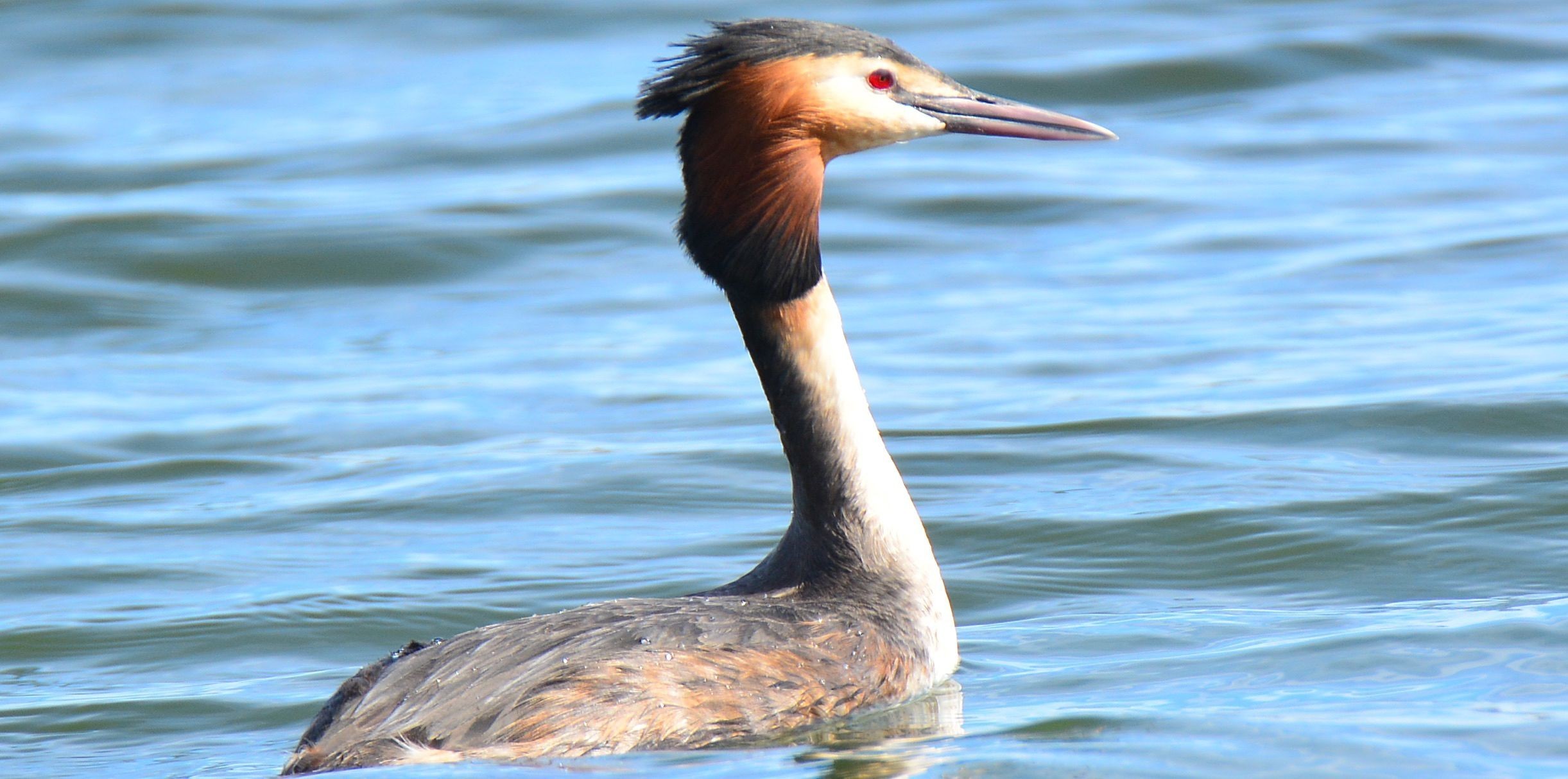 Great Crested Grebe