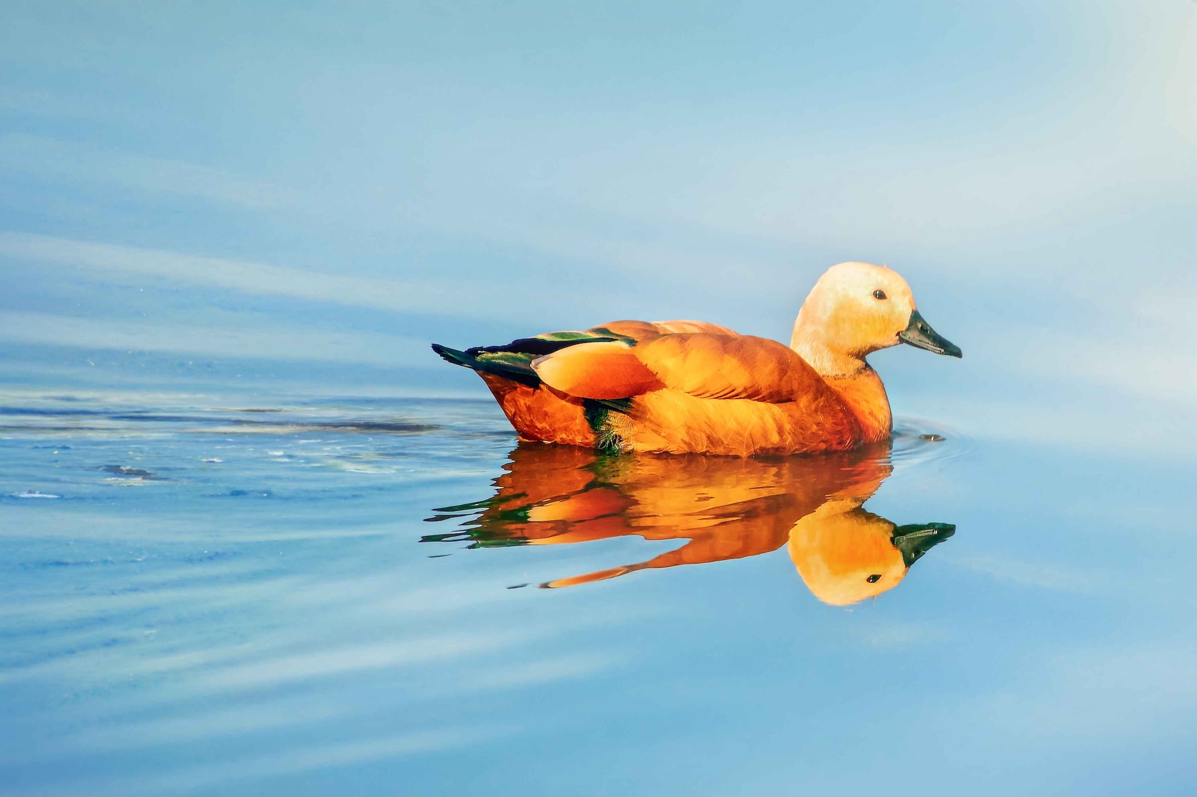 Ruddy Shelduck
