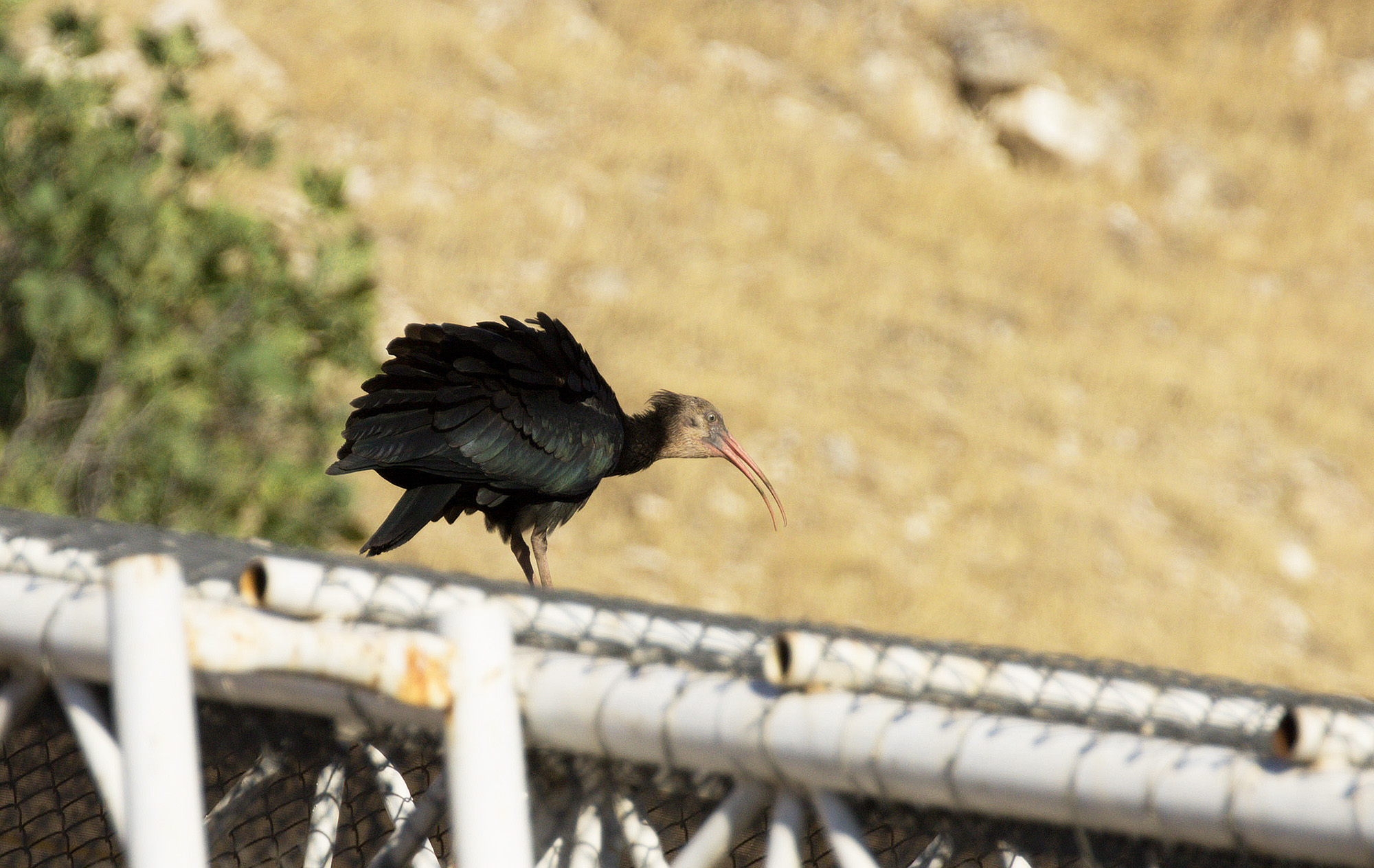 Northern Bald Ibis