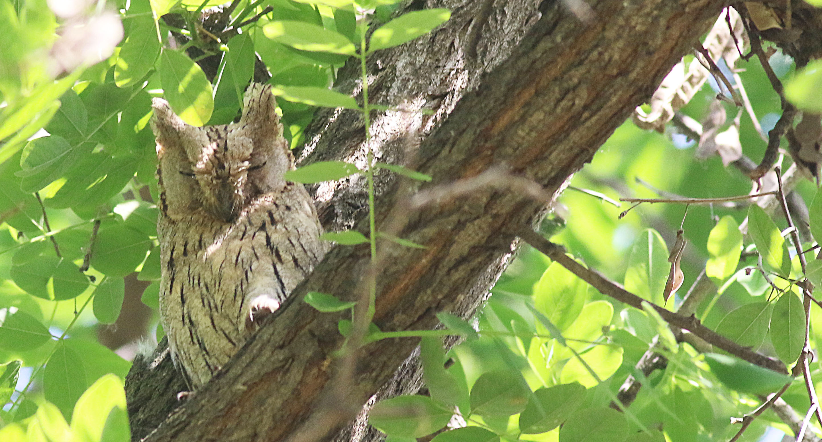 Pallid Scops-Owl