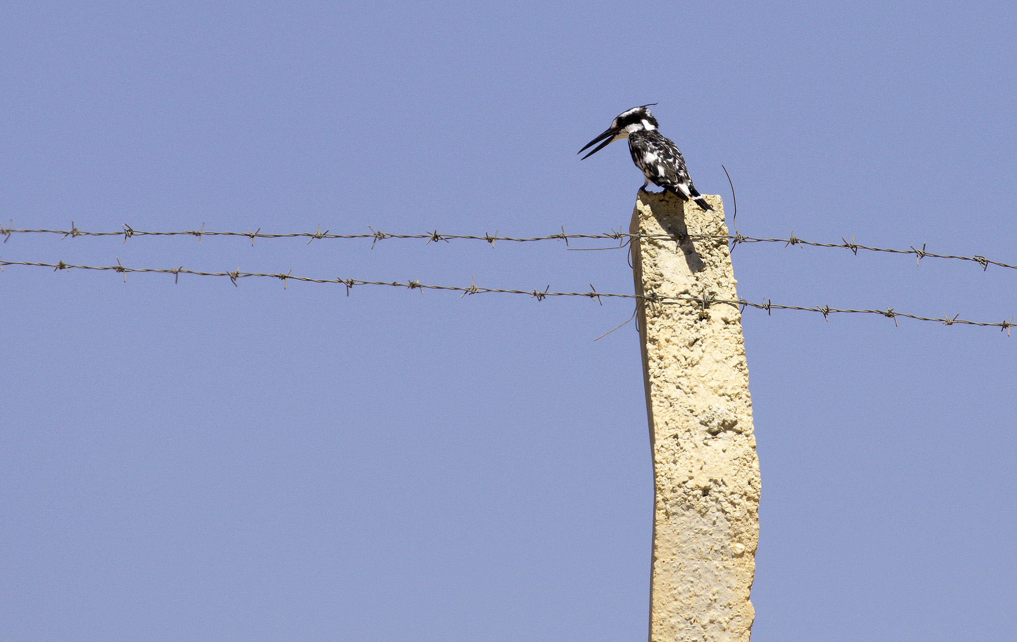 Pied Kingfisher
