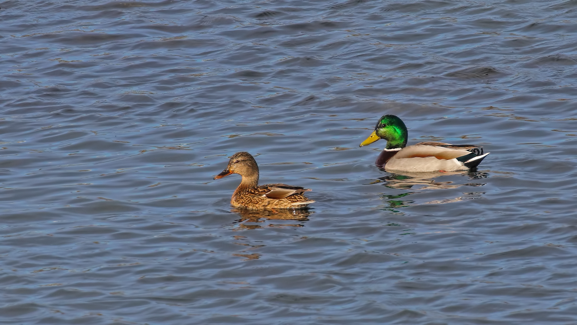 Mallard