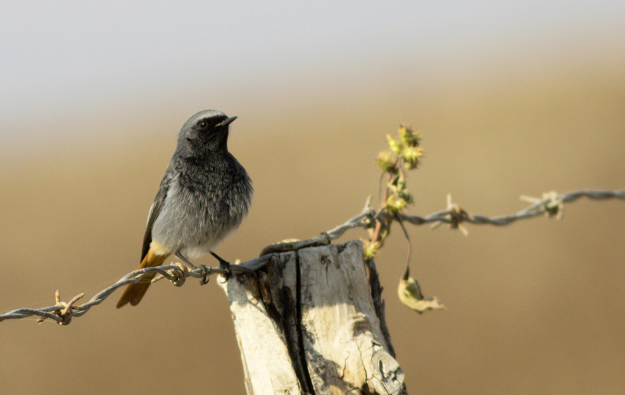Black Redstart