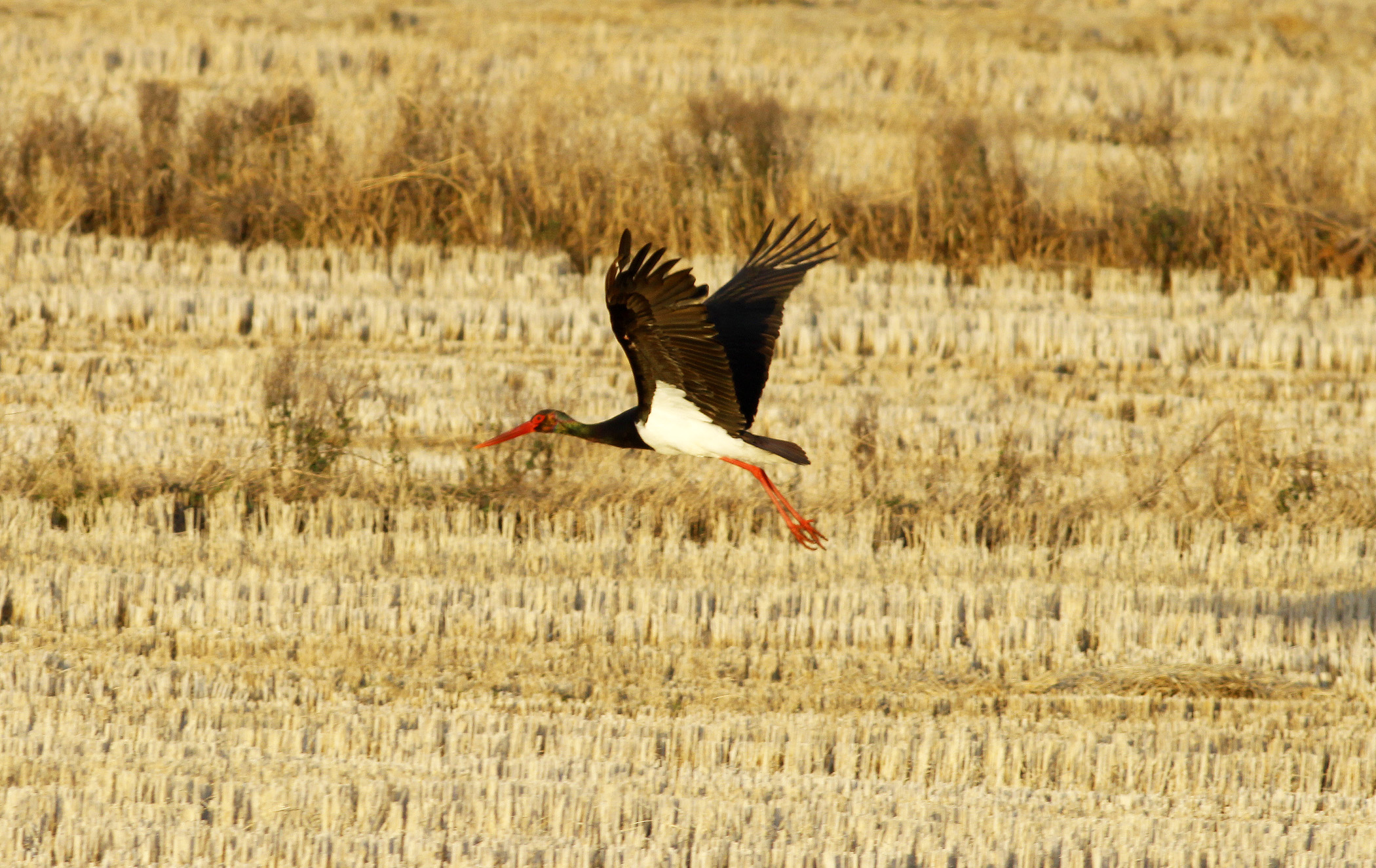 Black Stork