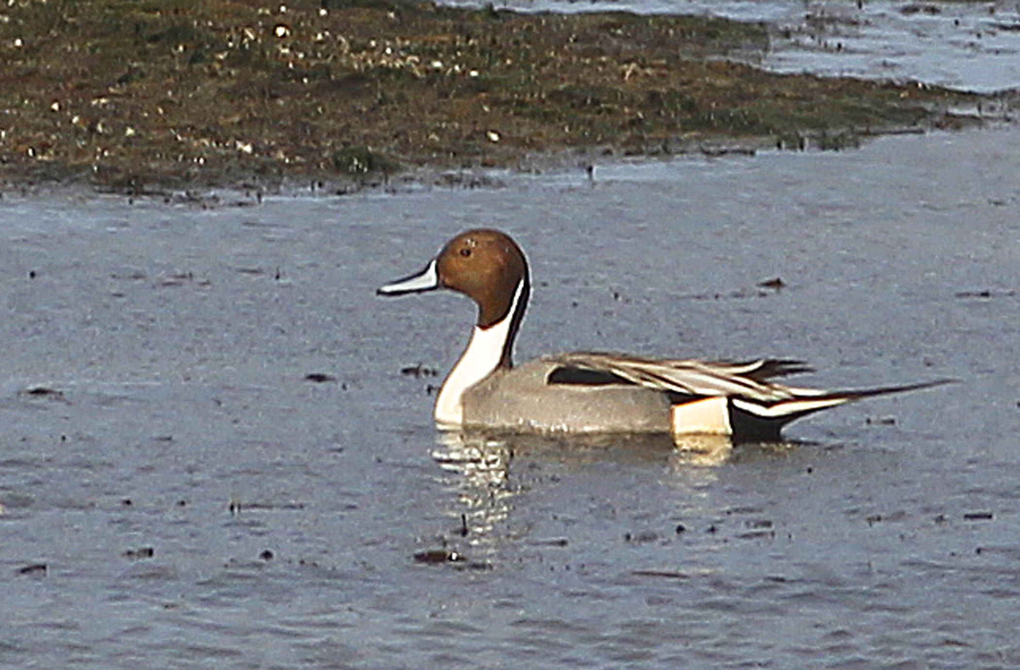 Northern Pintail — Ana fotoğraf