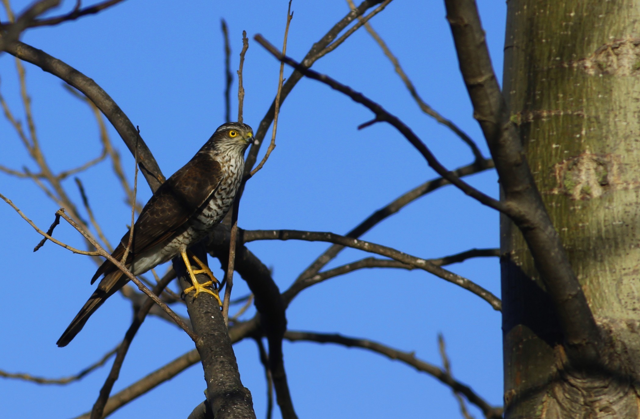 Eurasian Sparrowhawk