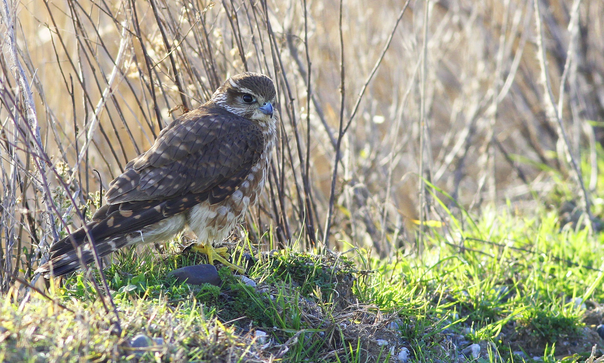 Merlin