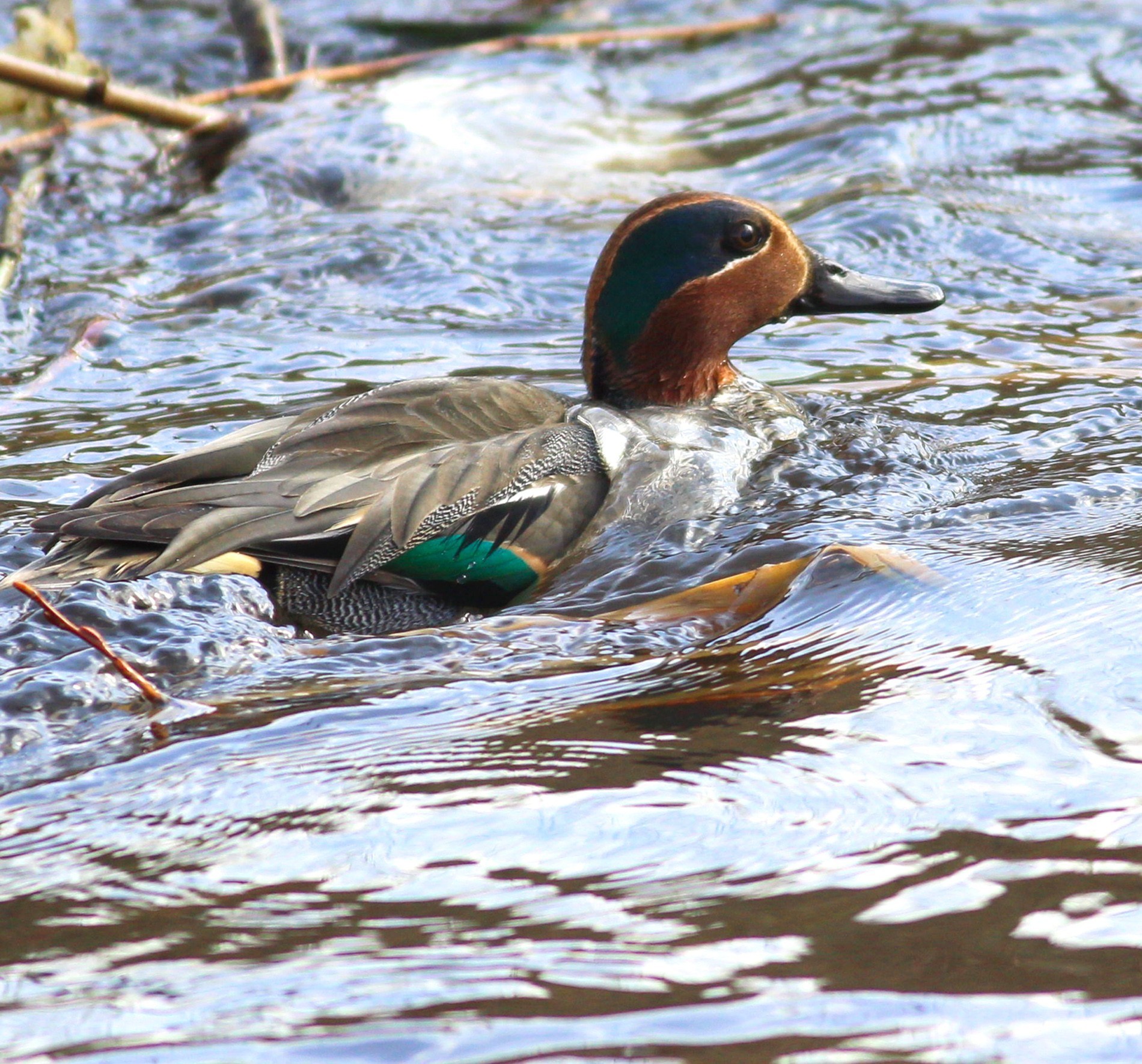 Common Teal