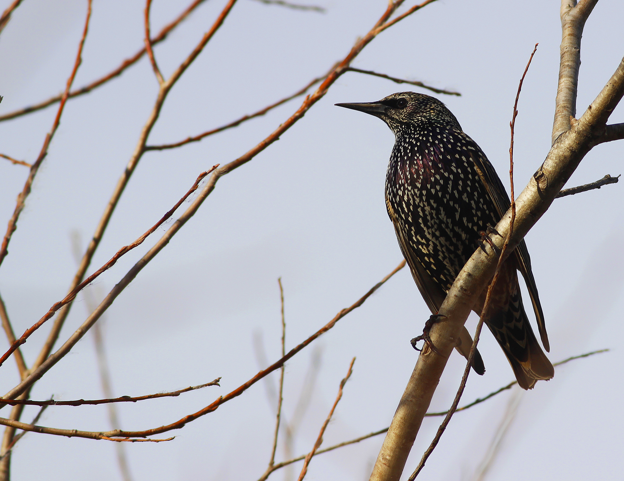 European Starling