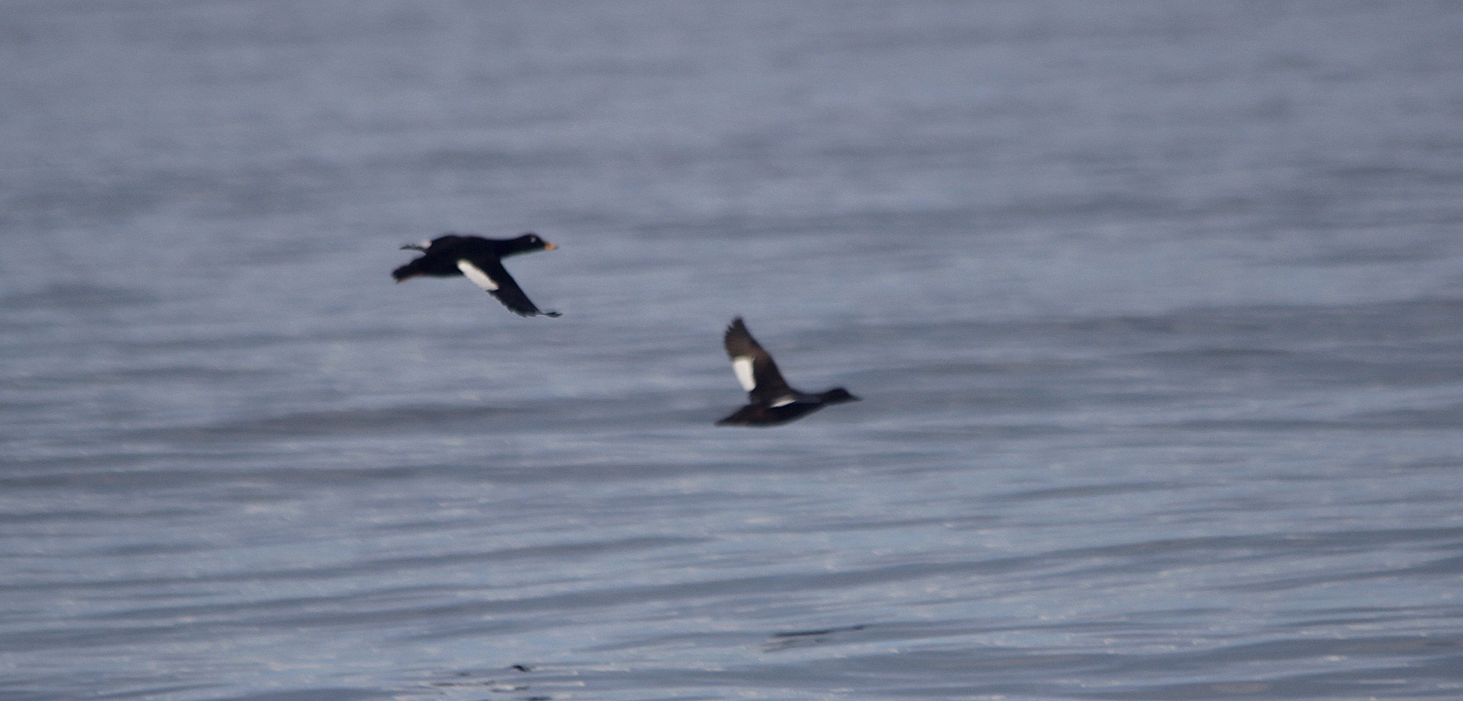 Velvet Scoter