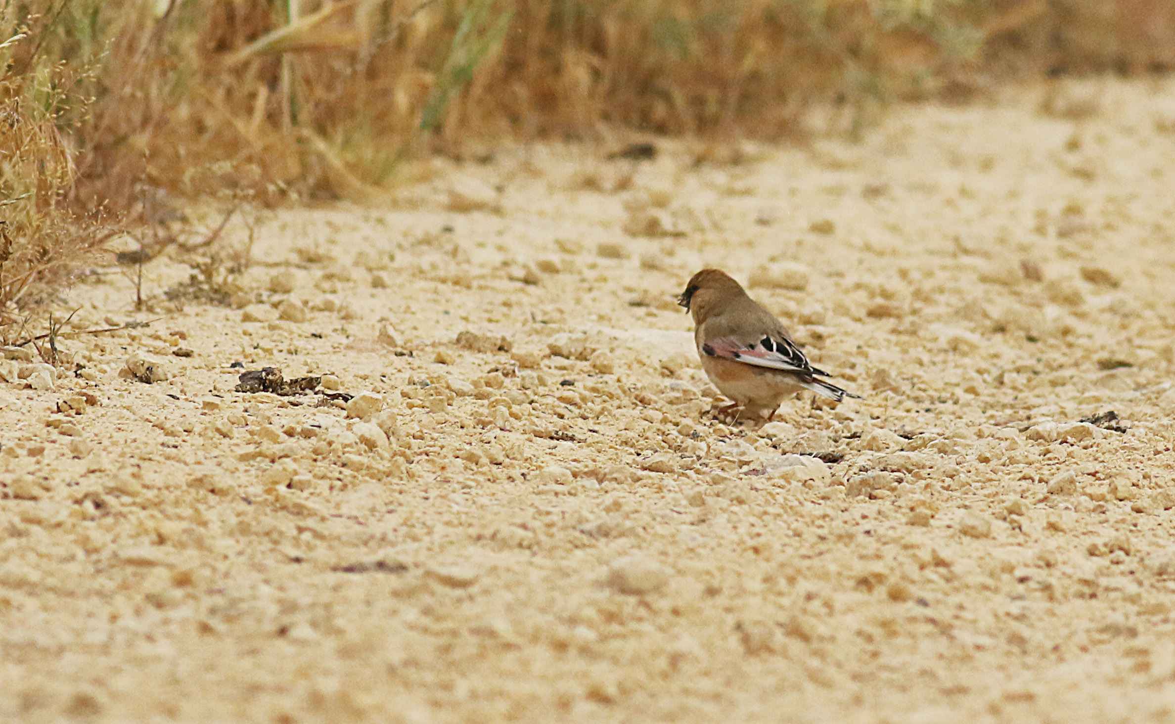 Desert Finch