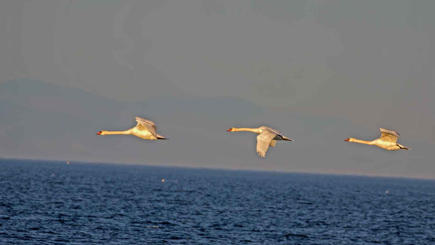 Mute Swan
