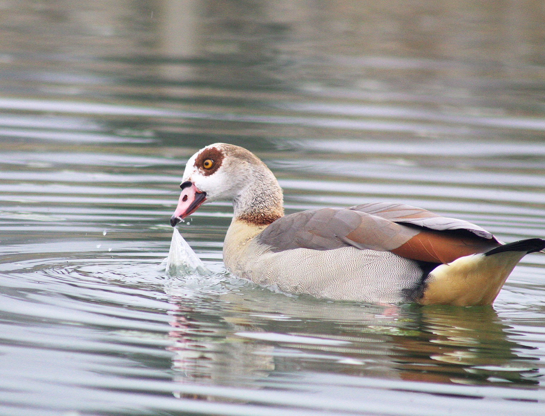 Egyptian Goose