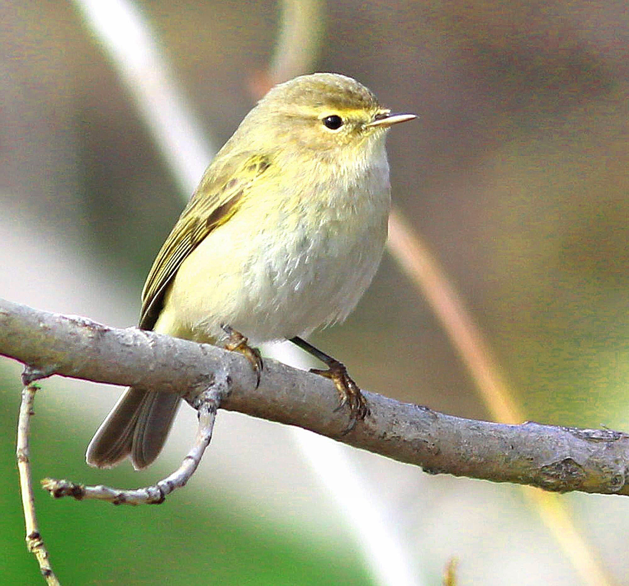 Common Chiffchaff