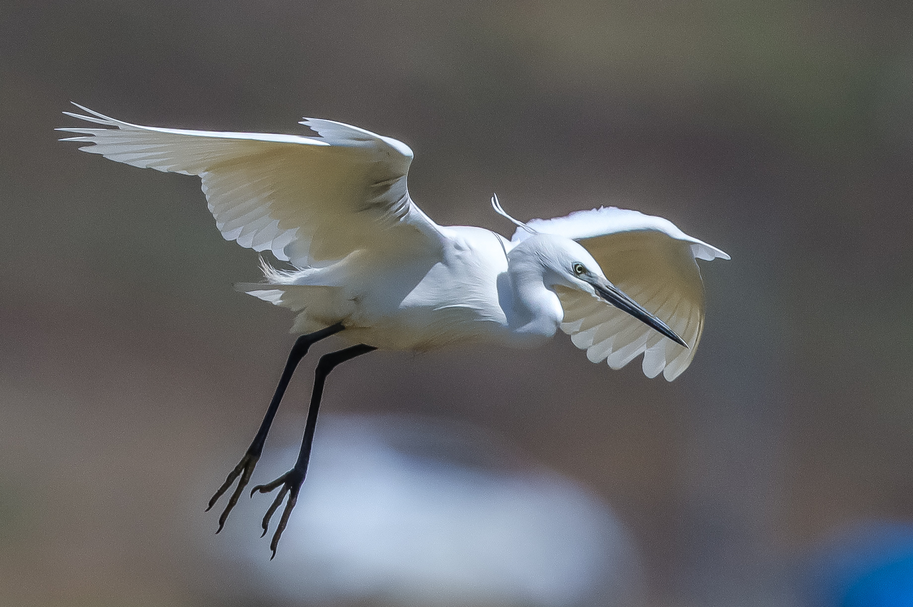 Little Egret