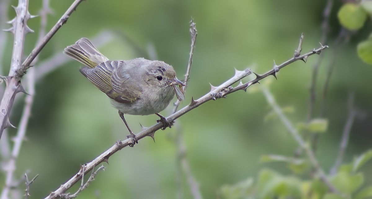 Eastern Bonelli's Warbler — Ana fotoğraf