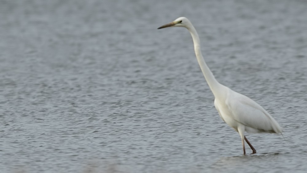 Great White Egret