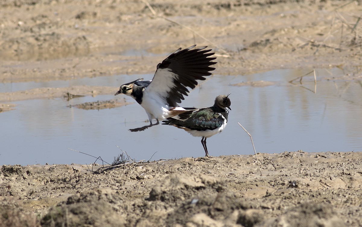 Northern Lapwing — Ana fotoğraf