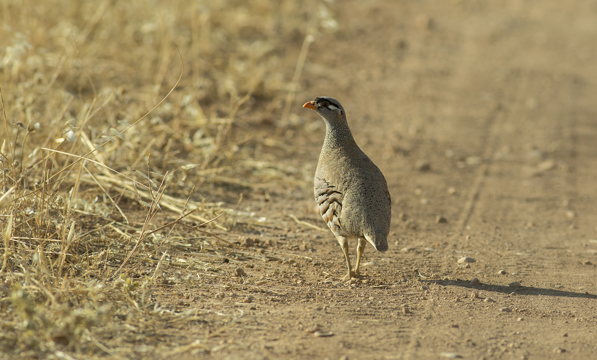 See-see Partridge — Ana fotoğraf