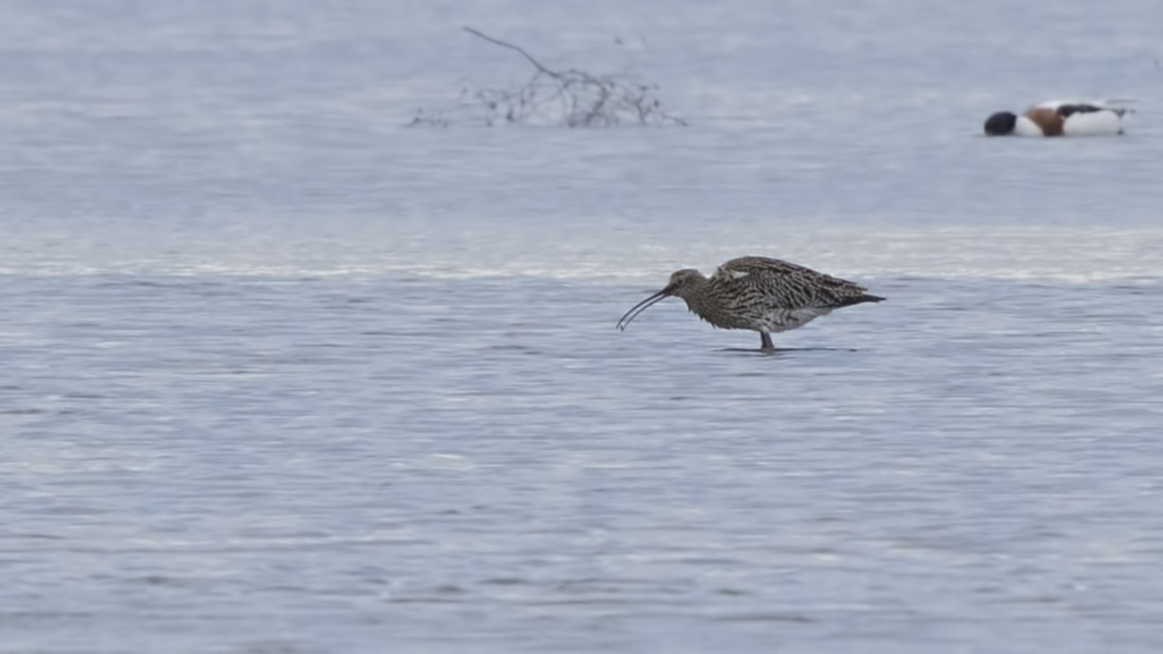 Eurasian Curlew
