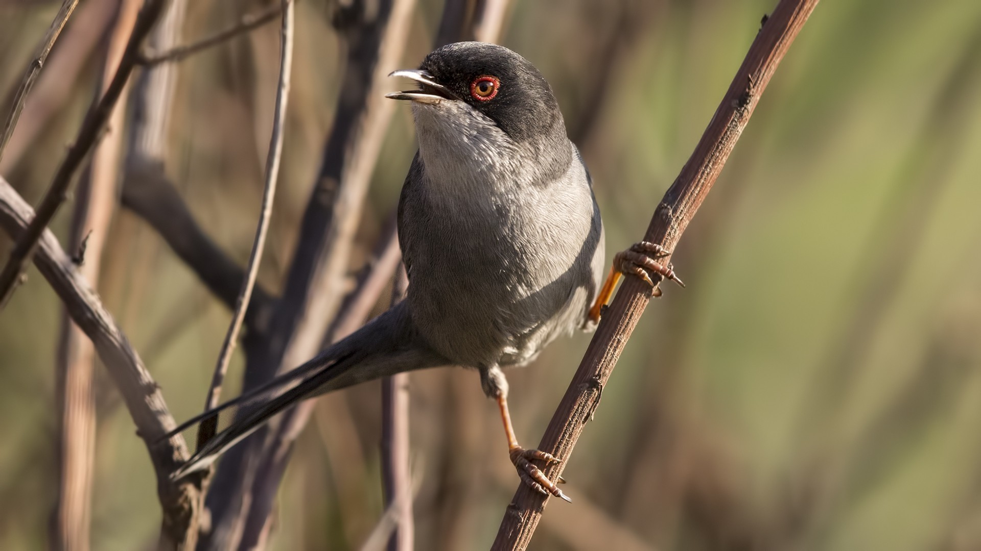 Sardinian Warbler
