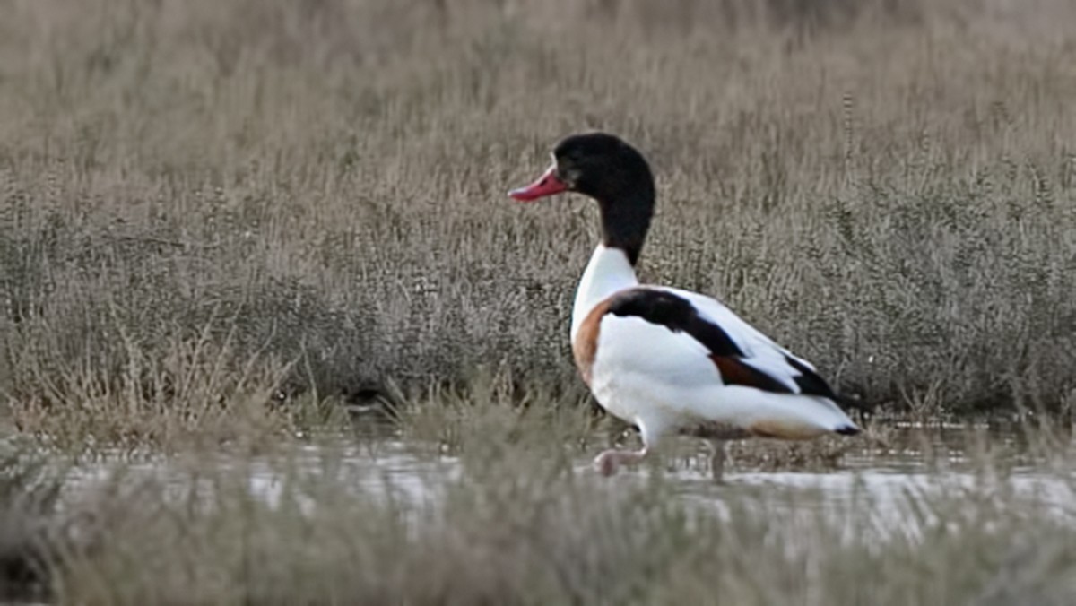 Common Shelduck
