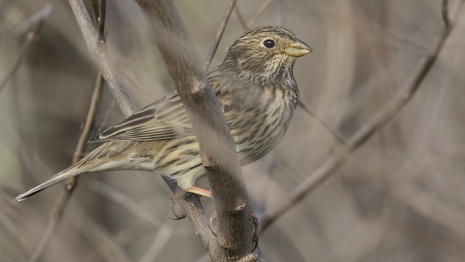 Corn Bunting