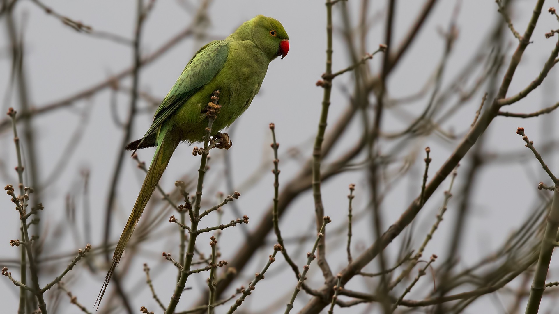 Rose-ringed Parakeet