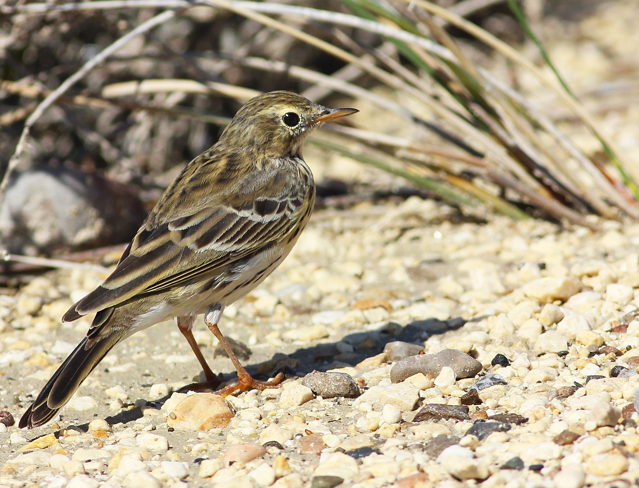 Meadow Pipit