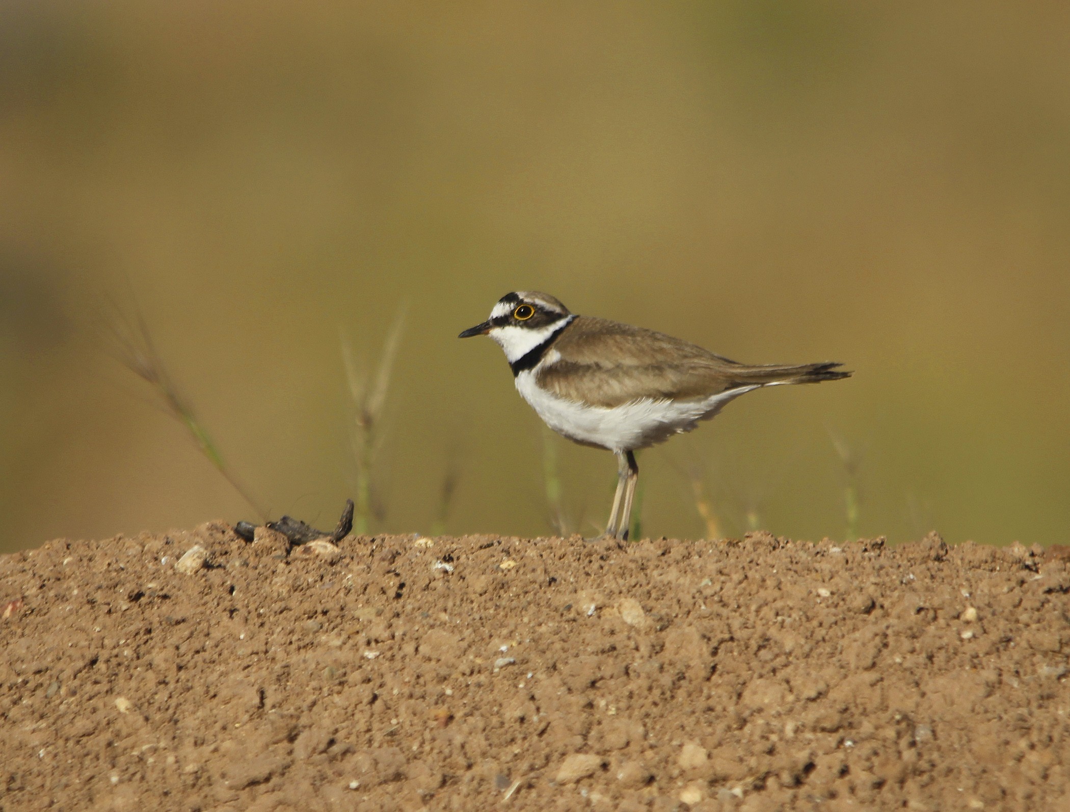 Little Ringed Plover