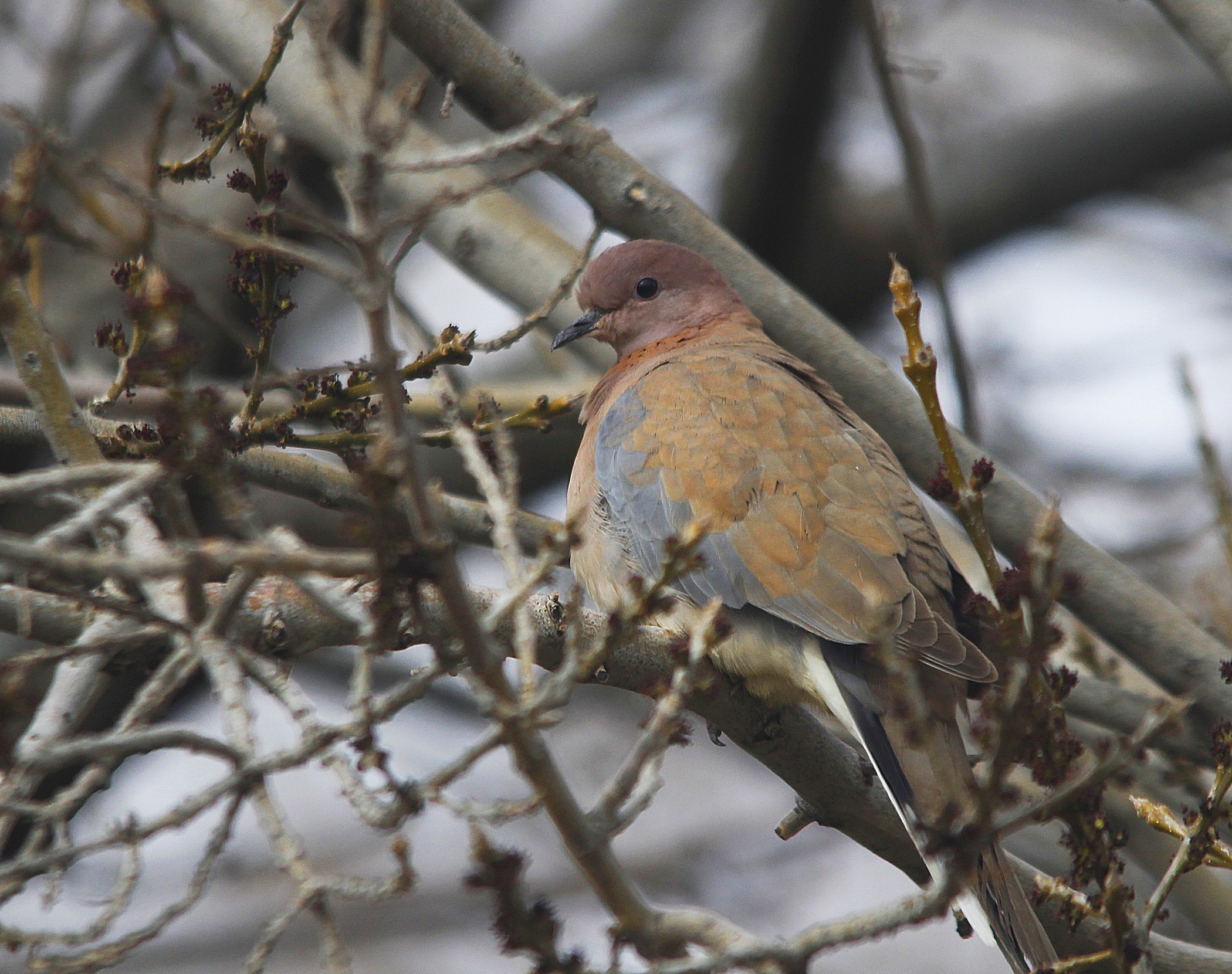 Eurasian Collared-dove