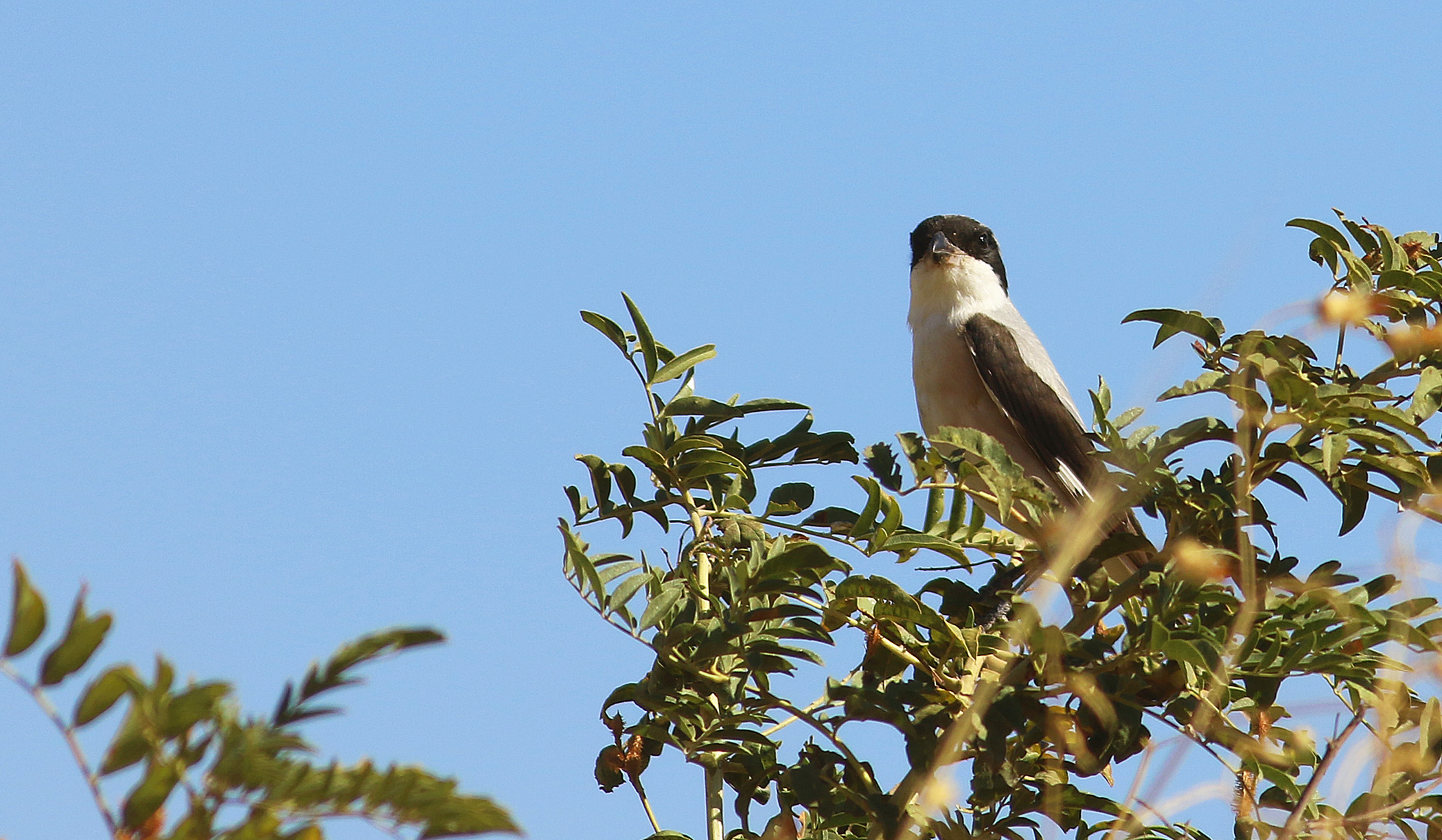 Lesser Gray Shrike