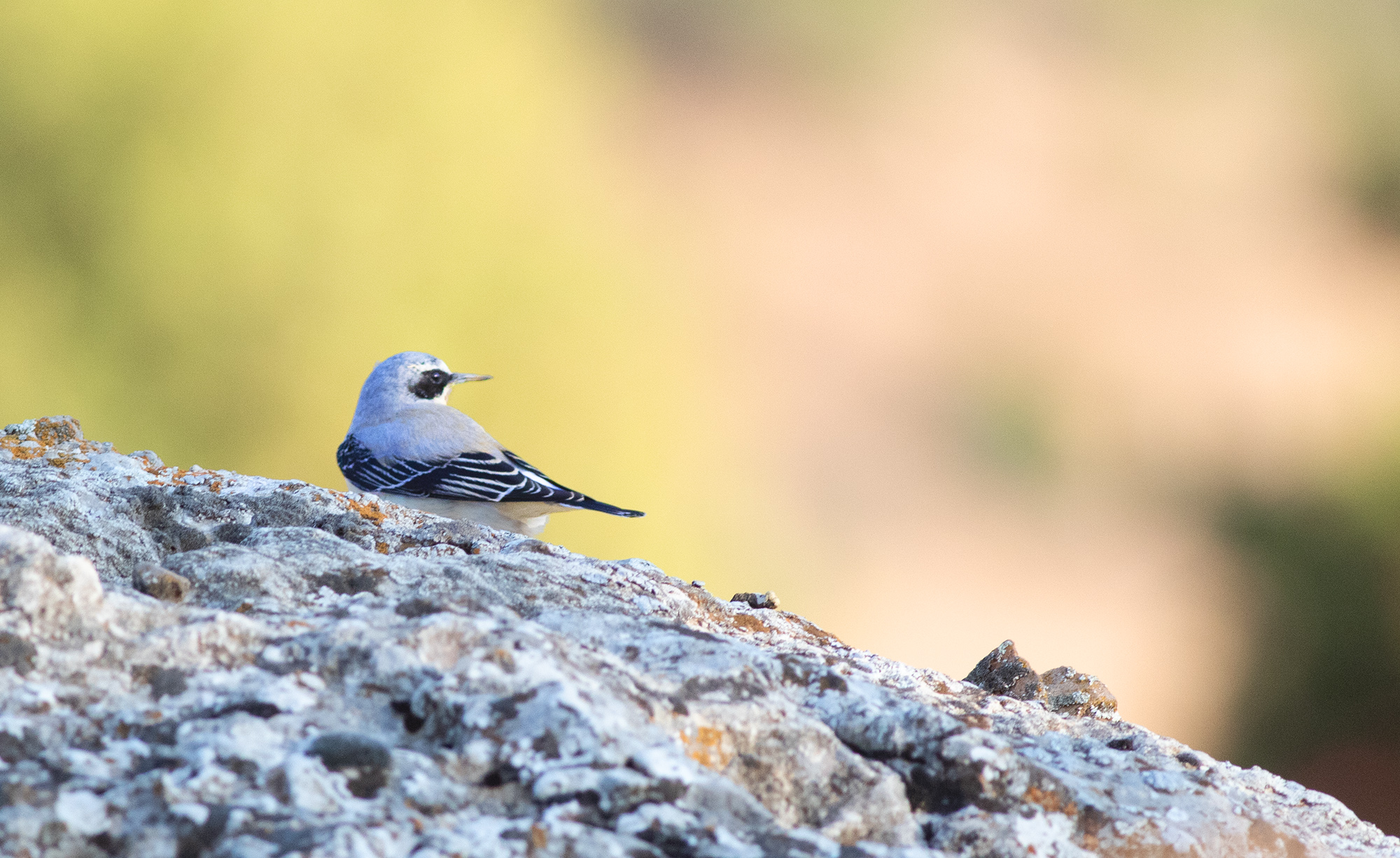 Northern Wheatear
