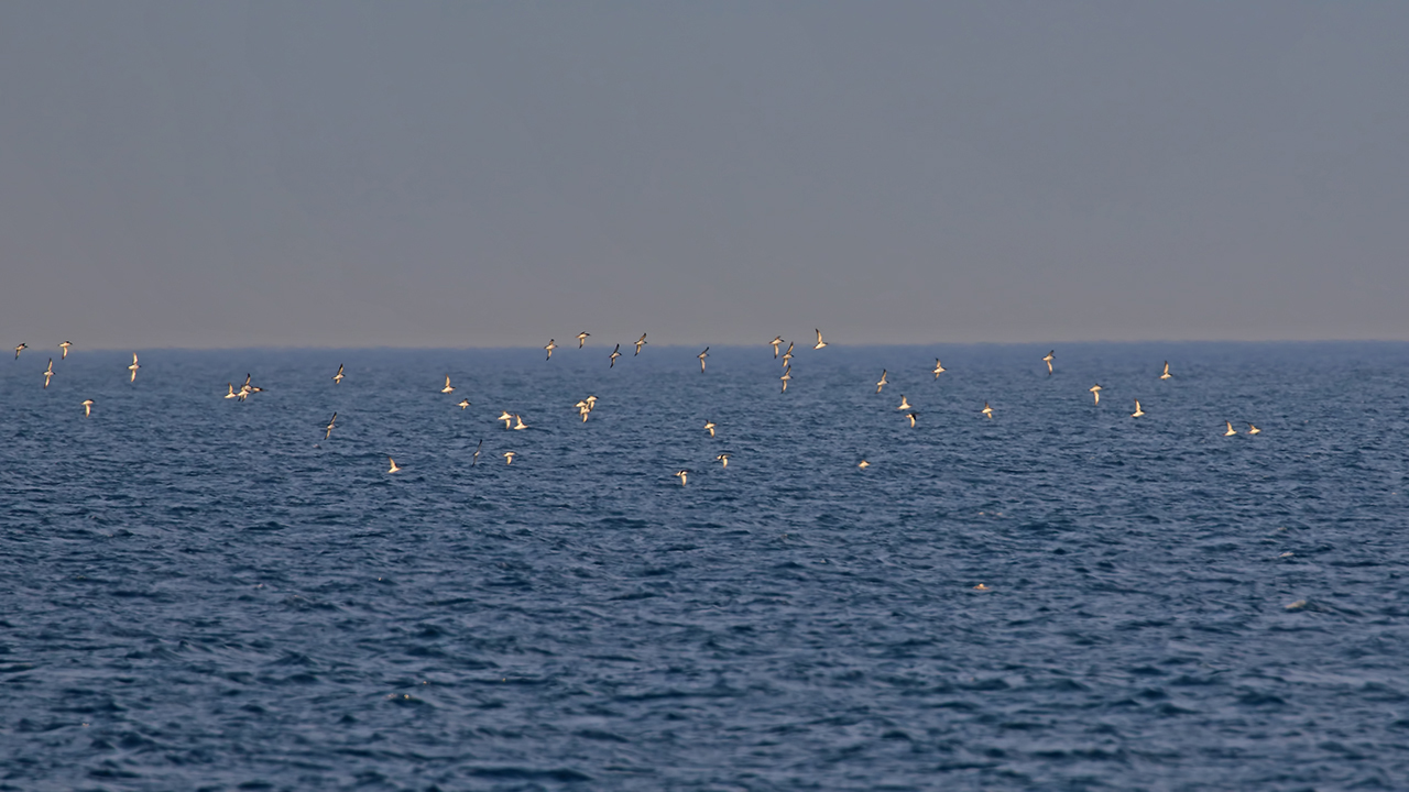 Yelkouan Shearwater