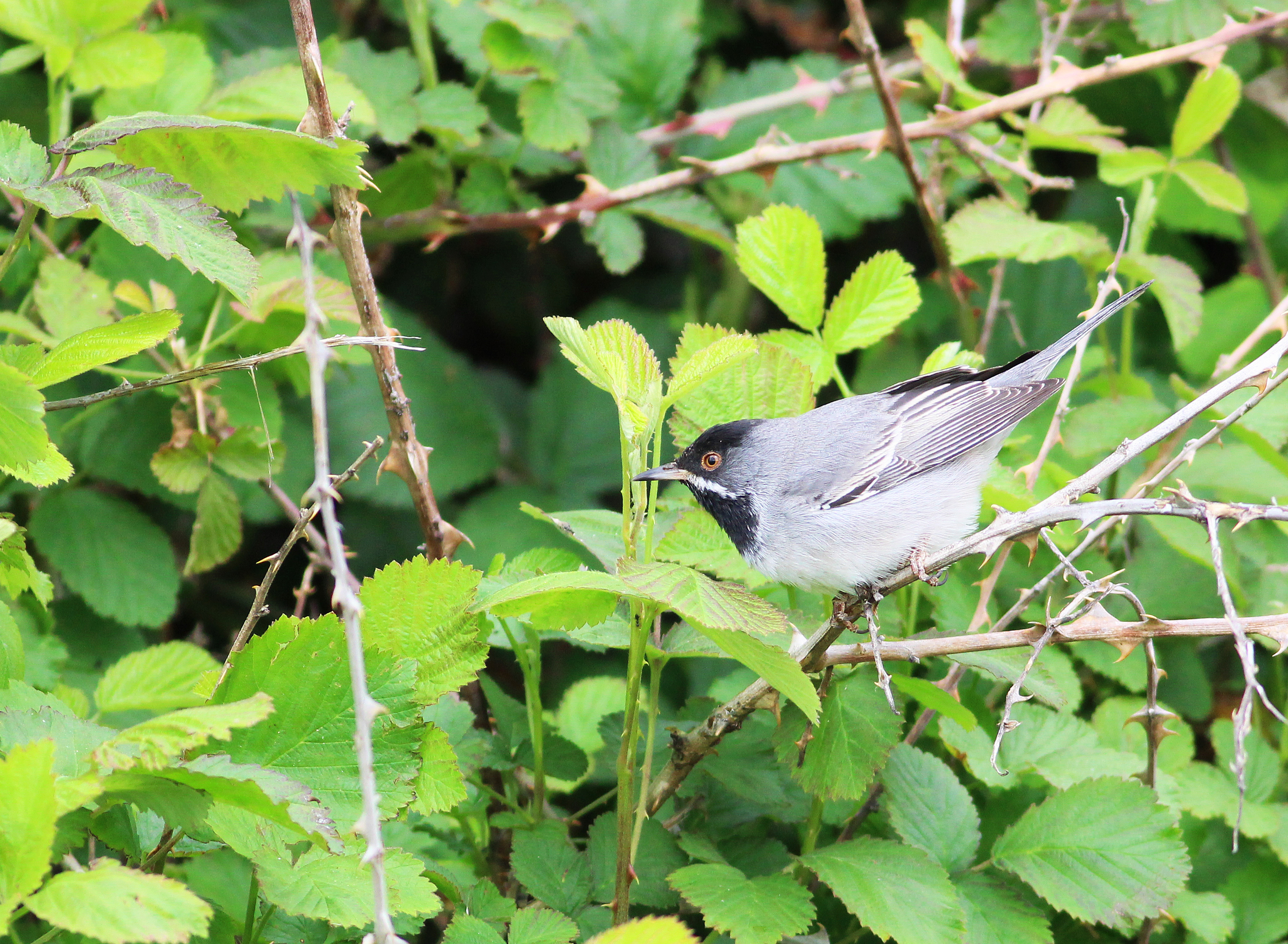 Rüppell's Warbler