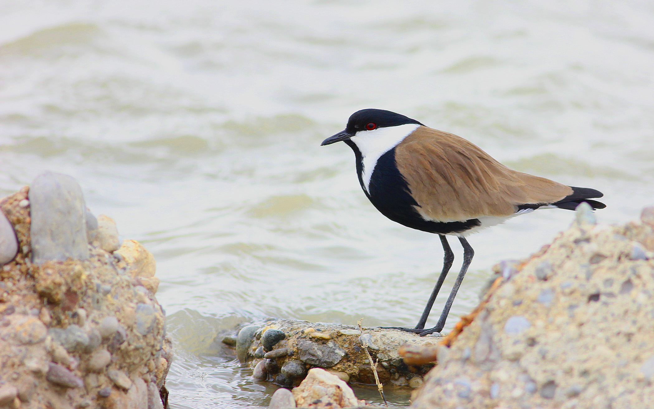 Spur-winged Lapwing