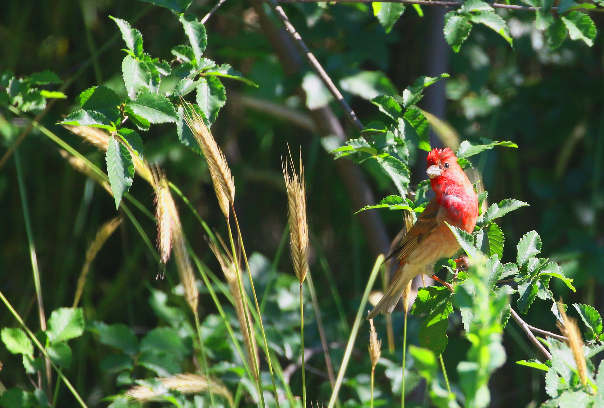 Common Rosefinch