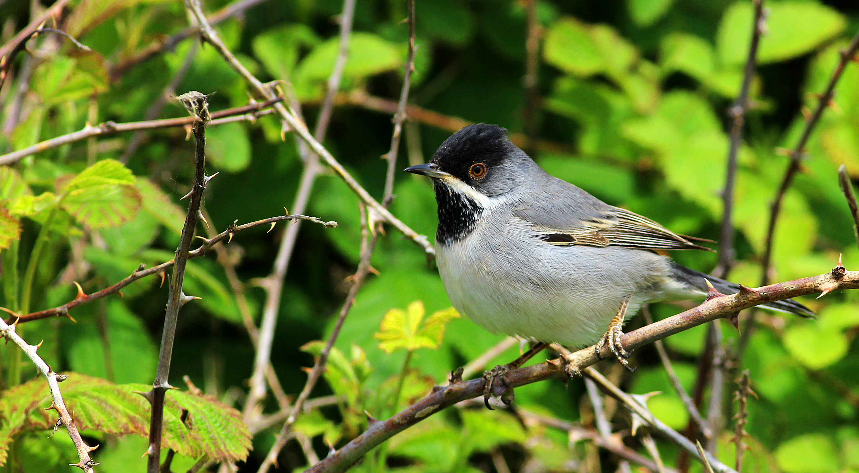 Rüppell's Warbler