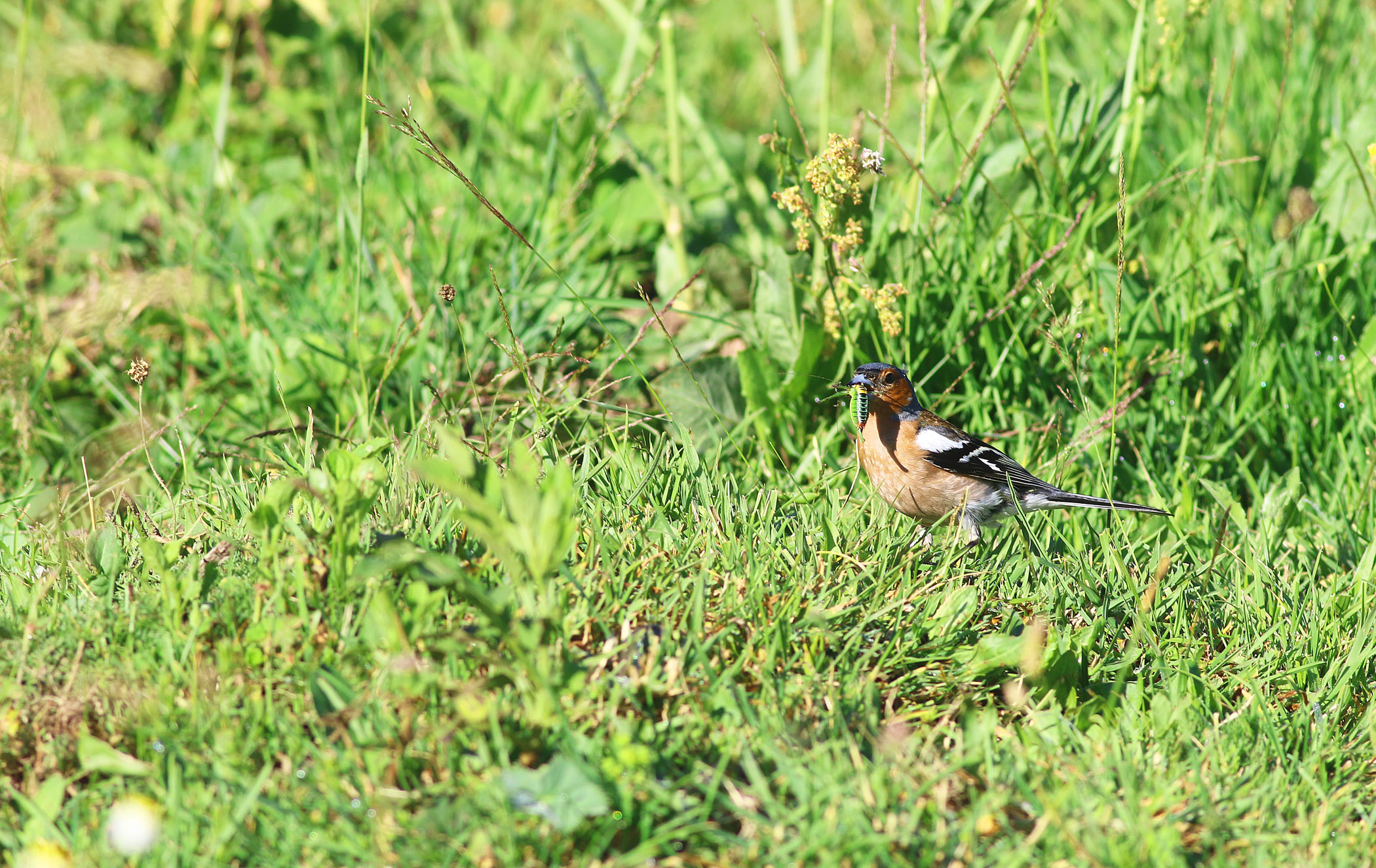 Common Chaffinch