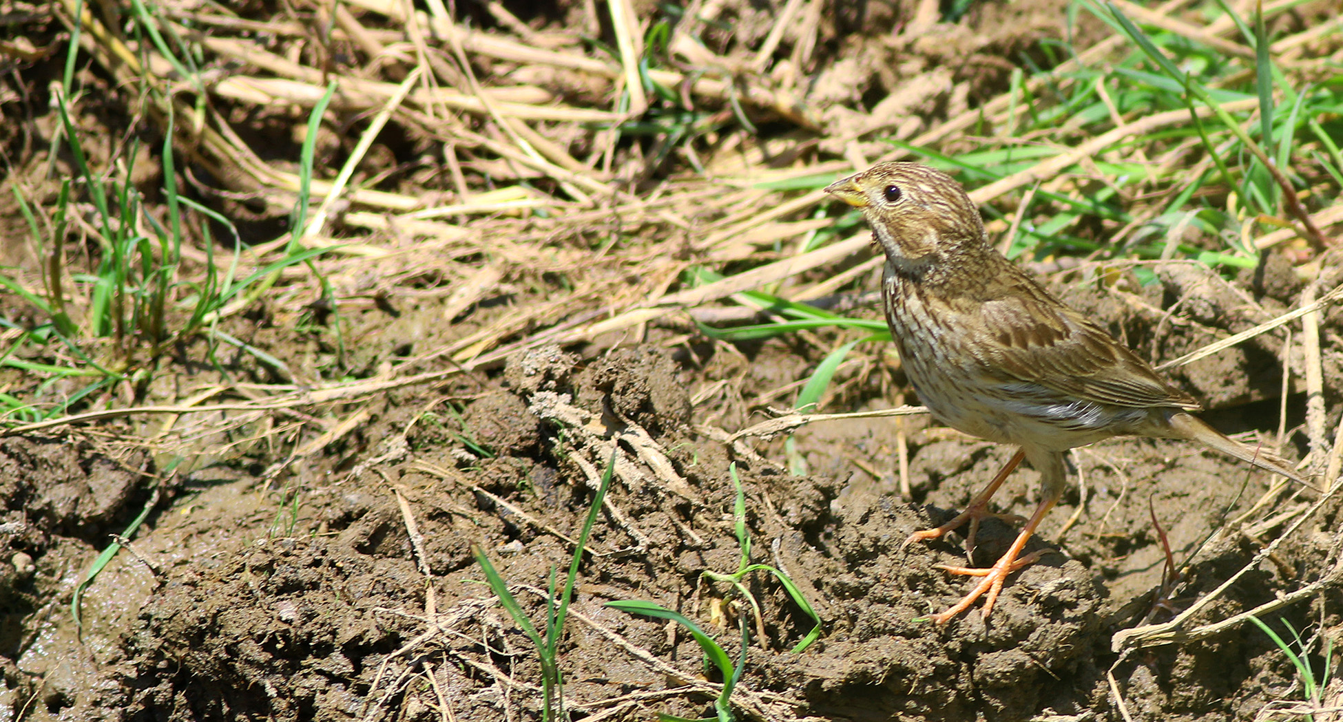 Corn Bunting