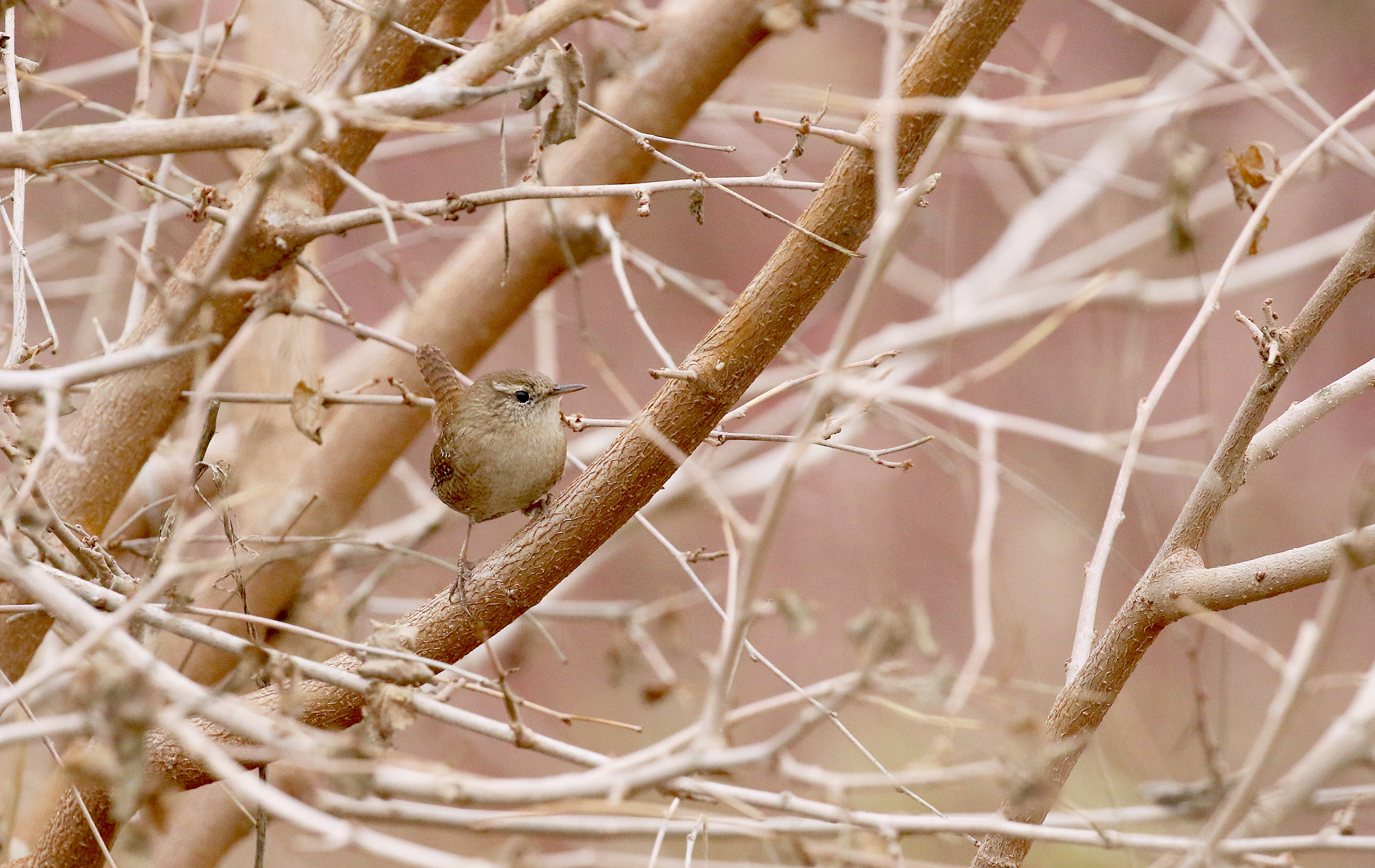 Eurasian Wren
