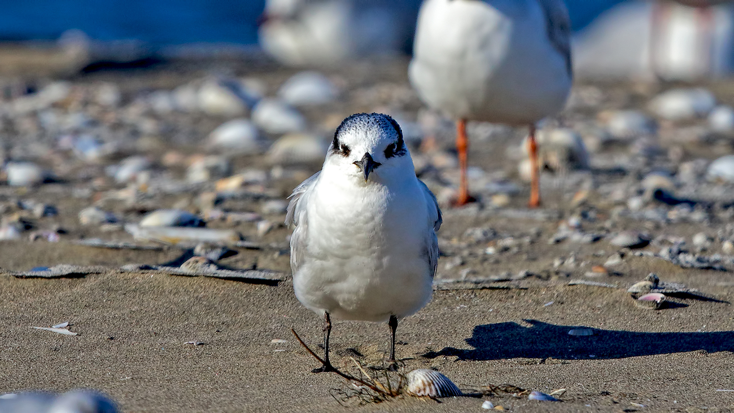 Sandwich Tern — Ana fotoğraf