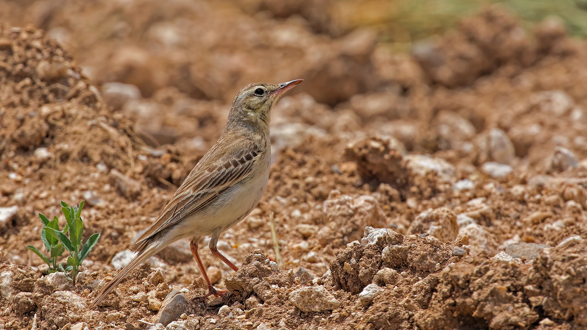Tawny Pipit