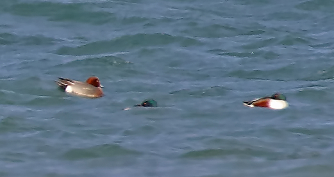 Eurasian Wigeon