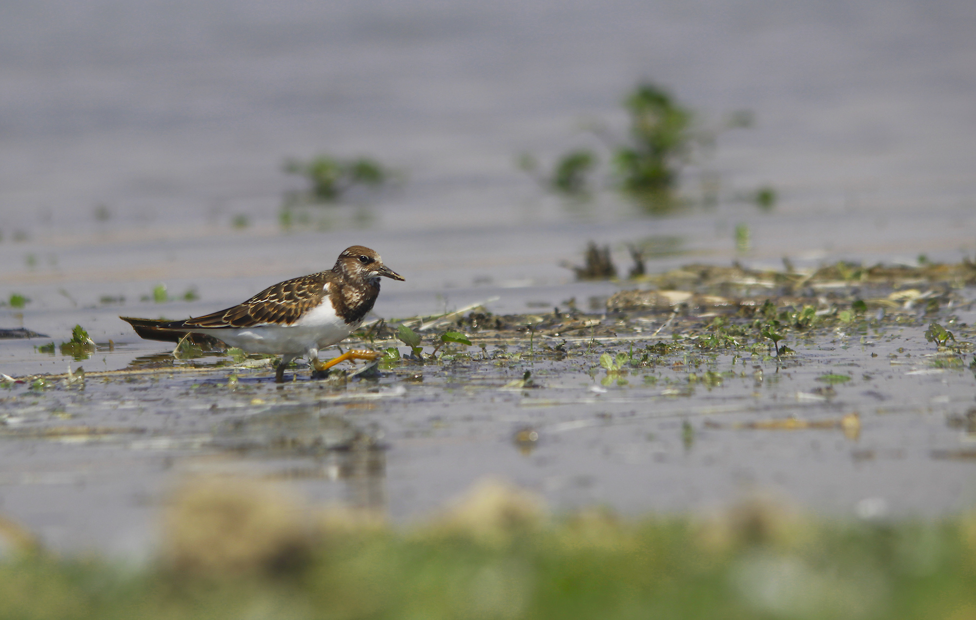 Ruddy Turnstone — Ana fotoğraf