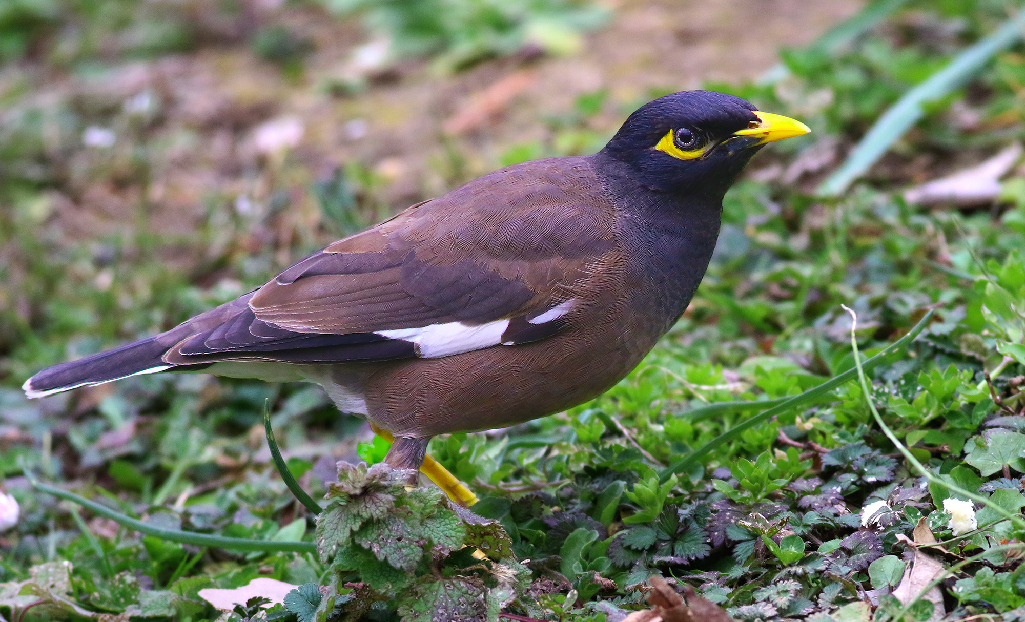 Common Myna