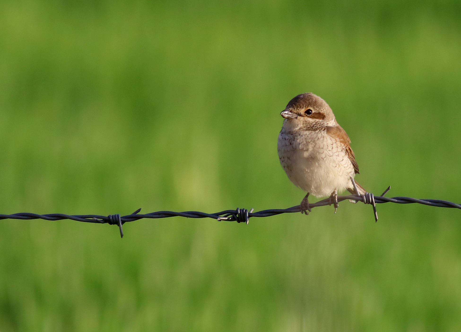 Red-backed Shrike