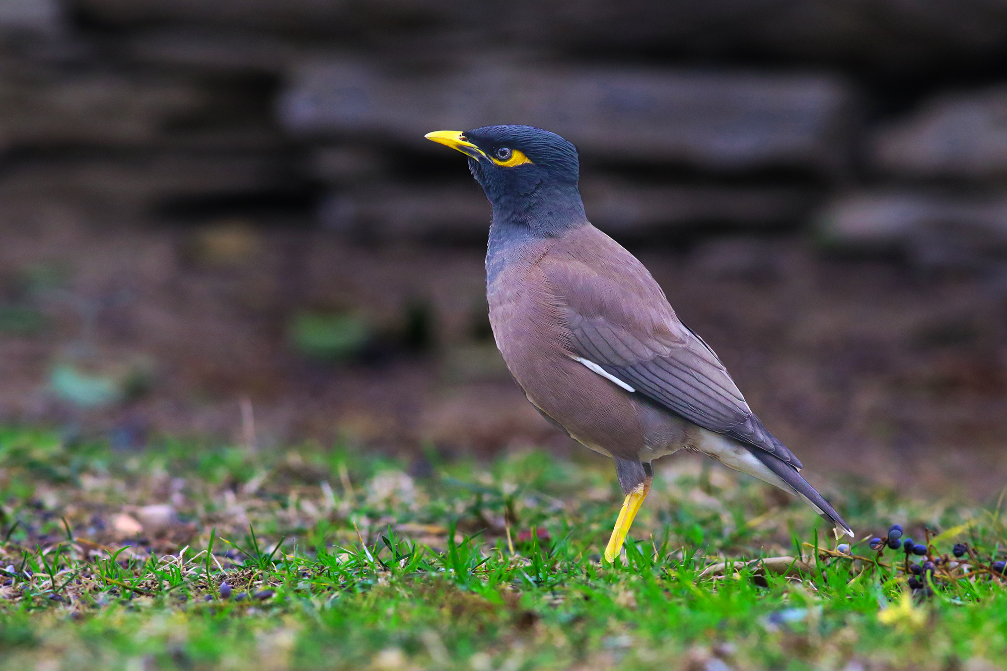 Common Myna
